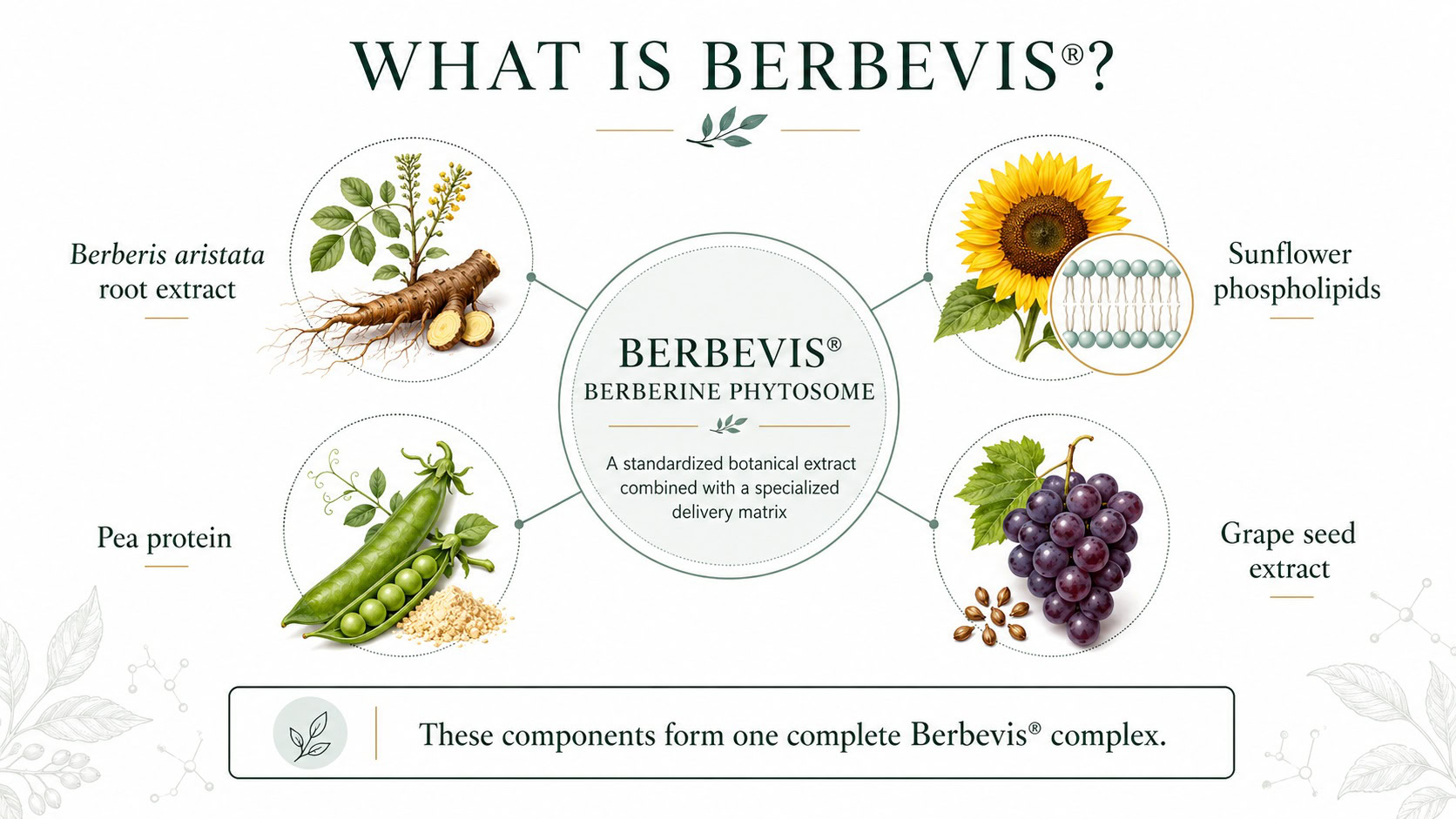 what-is-berbevis